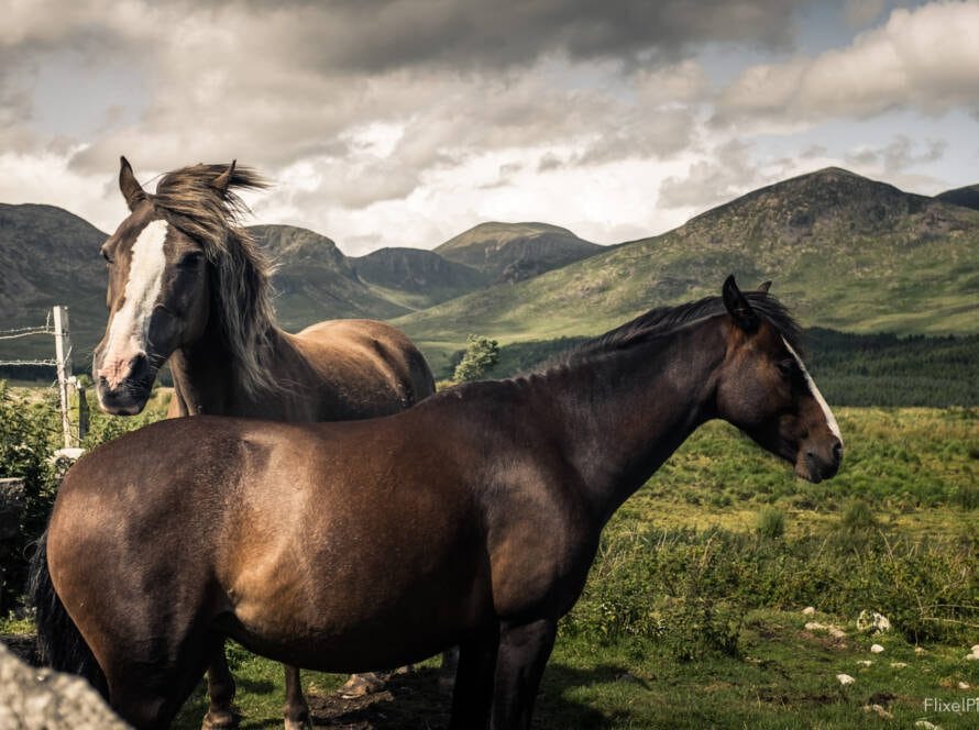 Horses on the Mournes David Cleland Fujifilm X100T