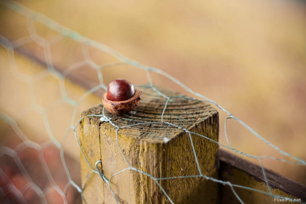 The Fujifilm 56mm Lens Review 6 depth of field master the Fujifilm 56mm lens.