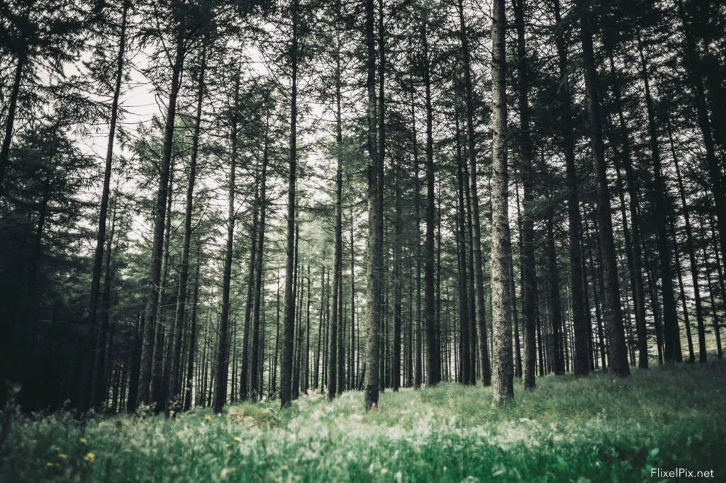 Fujifilm 16mm Review